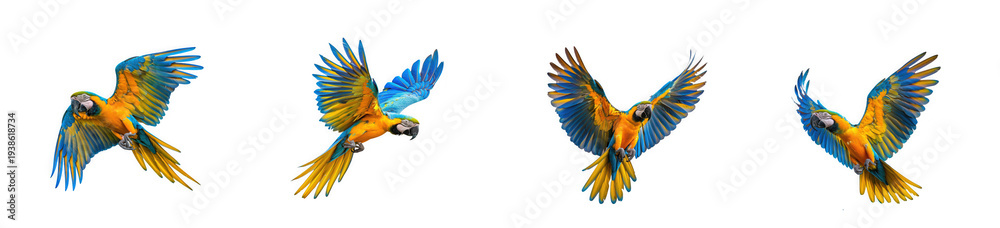 Obraz premium Beautiful Blue and Yellow Macaws Flying with Wings Spread Against a White Background isolated on transparent background