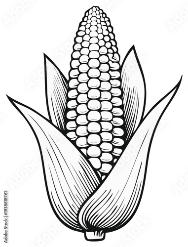 Engraved Corn Cob Drawing: Vintage Harvest Illustration with Husk and Kernels