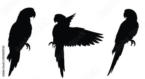 Three parrot silhouettes in various poses against a white background silhouette