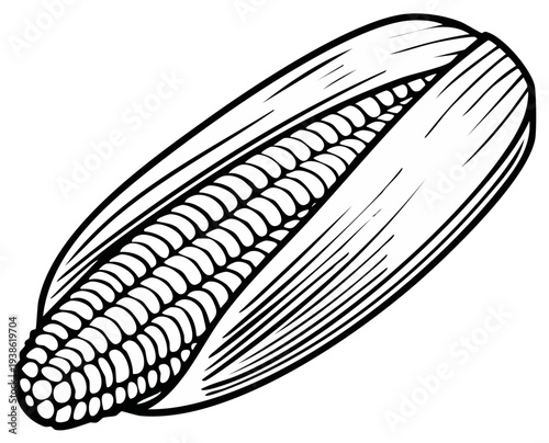 Detailed black and white illustration of corn on the cob, kernel and husk