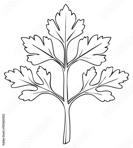 Detailed Outline of a Parsley Leaf, a Common Culinary Herb