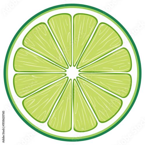 Sliced Lime Illustration of a Half Round Green Citrus Fruit with Segments and Decorative Outline