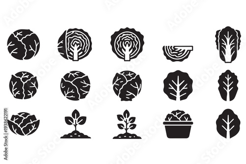 Cabbage and Lettuce Vegetable Icons Set - Farm Fresh Produce Vector