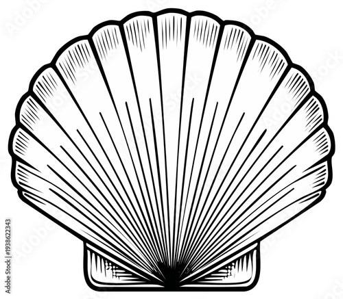 Vintage Line Art Illustration of a Scallop Shell