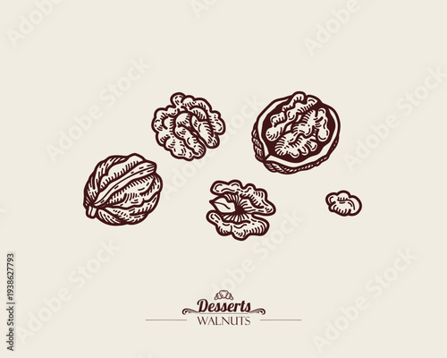 Vector Walnuts Illustration. Walnut in shell and peeled kernels. Line art Illustration, sketch style.