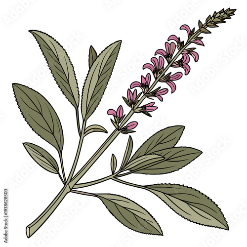 Sage Plant Flowers Leaves Botanical Illustration Transparent Background 