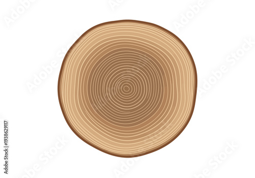Cross section of a tree trunk showing growth rings.