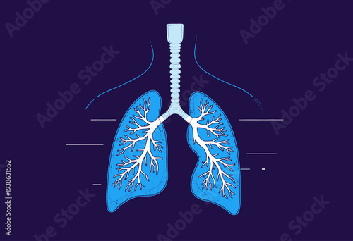 Detailed Anatomical Illustration of Human Respiratory System Focusing on Lungs and Trachea in a Simplified and Medical Context