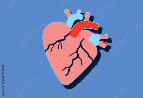 Illustration of a Stylized Human Heart with Arteries and Veins on a Blue Background Highlighting the Cardiovascular System Anatomy and Functionality