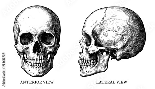 Human skull anatomy set with anterior and lateral view