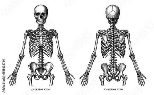 Human skeleton anatomy set with anterior and posterior view