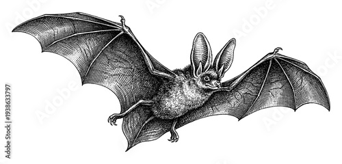 Long eared bat flying with spread wing in vintage engraving style