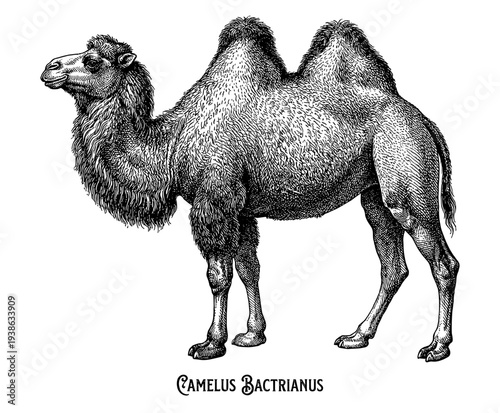 Bactrian camel profile full body in vintage engraving style