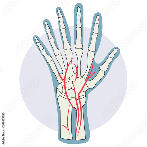 Human hand skeleton anatomy medical vector clipart