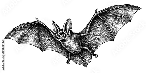 Horseshoe bat flying with leaf nose in vintage engraving style