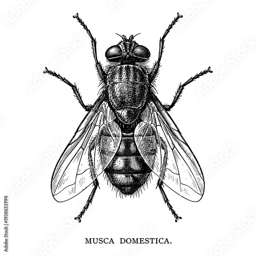 Housefly Musca domestica top view in vintage engraving