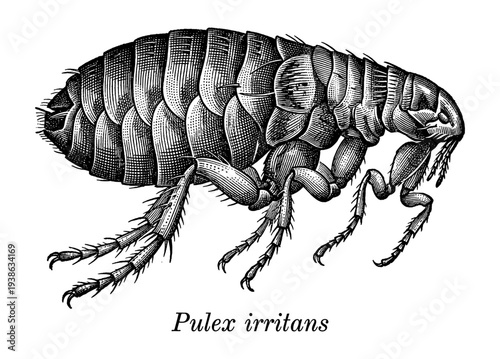 Human flea Pulex irritans profile in vintage engraving style