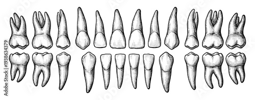 Human permanent tooth set with root in vintage engraving style