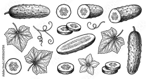 Cucumber set with leaf and flower in vintage engraving style