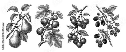 Botanical pear fig cherry and blackberry fruit branch engraving set