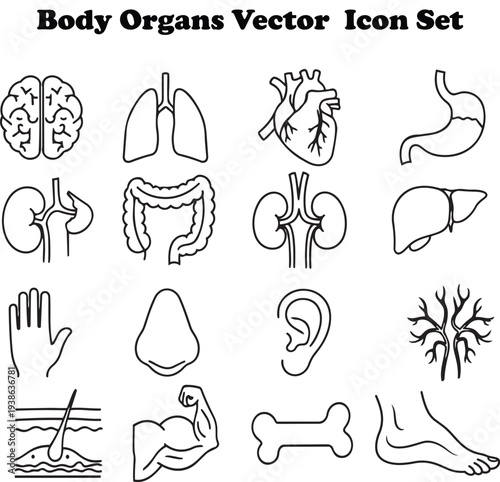 Collection of vector icons depicting human body organs and anatomy in a clean outline style on a checkered background