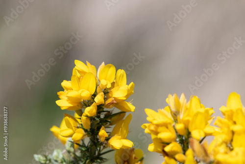 Cuadro en lienzo Common gorse (ulex europaeus) flowers in bloom