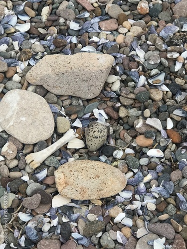 Bird Egg Camouflaged Among Coastal Rocks and Shells