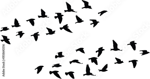 A flock of birds flying in formation against a white background