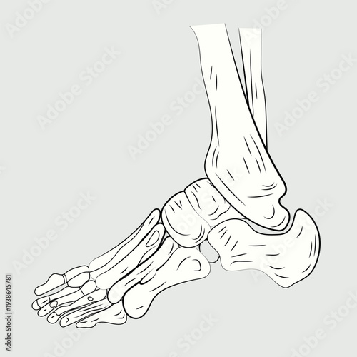 Human foot skeletal structure line art medical anatomy illustration