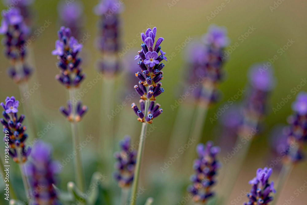 Fototapeta premium Close up of a bunch of lavender flowers in a field.