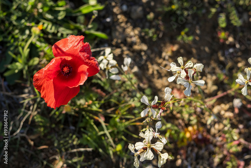 Red poppy and cream wildflowers growing together in a natural outdoor setting