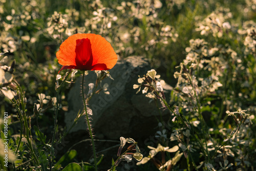 Red poppy blooming among white wildflowers in a sunlit natural landscape