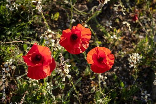 Red poppies and white wildflowers blooming together in a natural outdoor setting