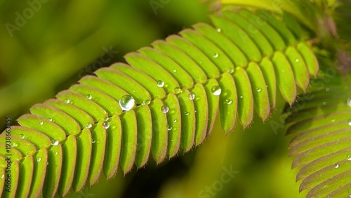 fern leaf close up