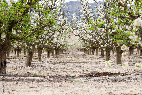White Cherry blossoms in the valley of Cieza town