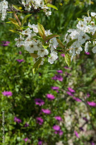 A branch of blooming white plum against a background of bright purple garden ...