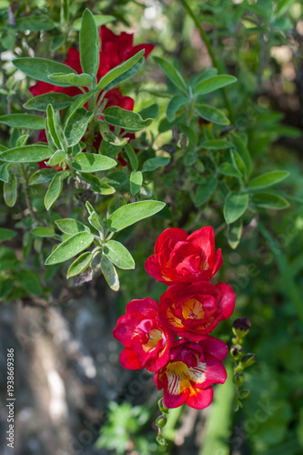 dark red freesia flowers bloom against a background of green leaves