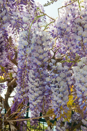 blooming cascades of purple wisteria close-up in spring