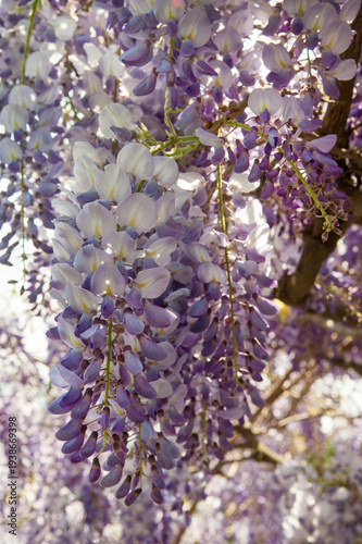 Lush purple wisteria inflorescences, cascading blooms, bokeh aesthetics
