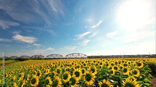 おおくま花畑のヒマワリと阿武隈川橋梁を走る電車【宮城県亘理郡亘理町】