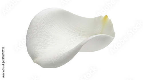 Single white rose petal isolated on transparent background