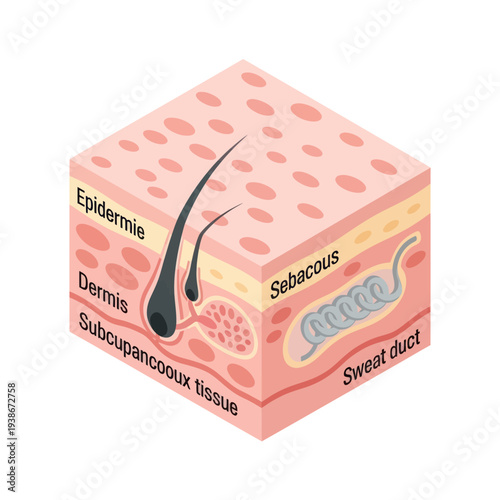 Anatomical Diagram of Human Skin Layers.