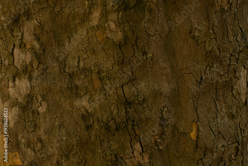 Dark plane tree bark with fissures and deep crevices, rough grain and moist shadowed surface, weathered character of longstanding city tree, strong