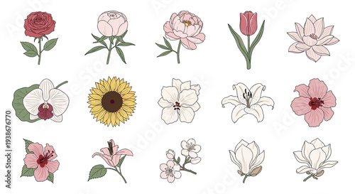 Collection Of Hand Drawn Botanical Illustrations Of Various Flowers On White Background floral drawing