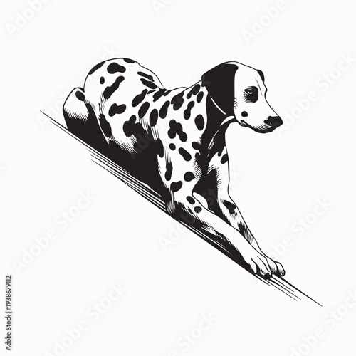 Relaxed Dalmatian Dog Position Image Vector On White Background