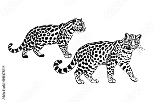 Leopards with Spots Illustration