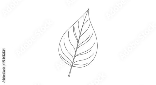 Detailed drawing of a leaf.