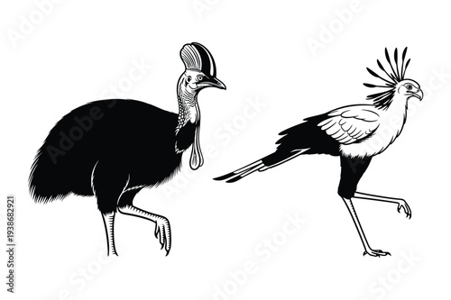 Cassowary and Secretary Bird Vector Illustration