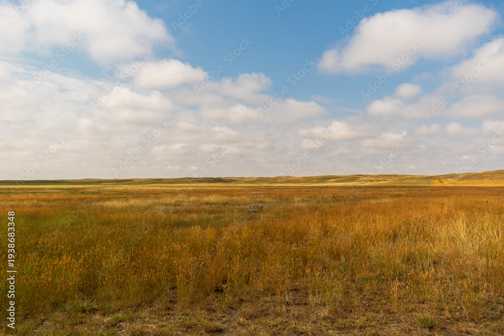Fototapeta premium Mixed Grass Prairie Under a Blue Sky With Puffy Cloud