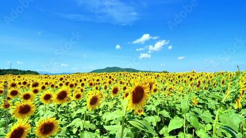 おおくま花畑のヒマワリ【宮城県亘理郡亘理町】